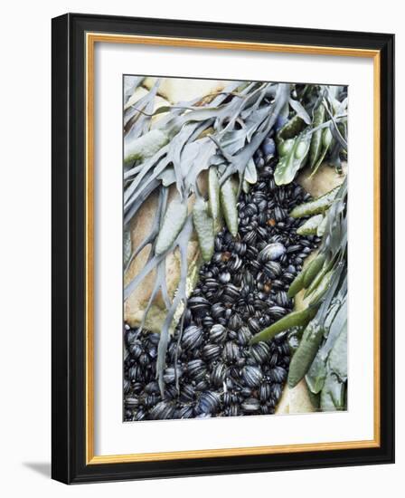 Mussels and Seaweed on the Tidal Seashore, Cullen, Scotland, United Kingdom-Lousie Murray-Framed Photographic Print