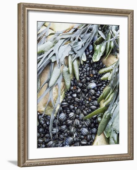 Mussels and Seaweed on the Tidal Seashore, Cullen, Scotland, United Kingdom-Lousie Murray-Framed Photographic Print