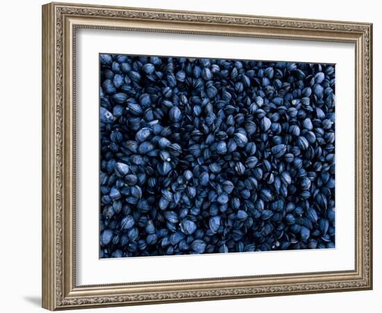 Mussels Densely Pack Together on Rocks at Low Tide, Isle of Staffa, Inner Hebrides, Scotland, UK-Andy Sands-Framed Photographic Print