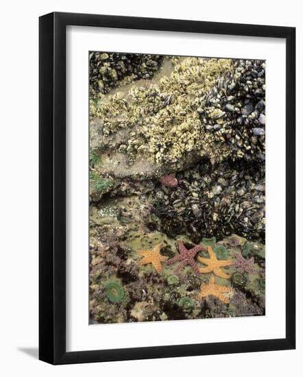 Mussels, Gooseneck Barnacles, Pisaster Sea Stars and Green Anemones on the Oregon Coast, USA-Stuart Westmoreland-Framed Photographic Print