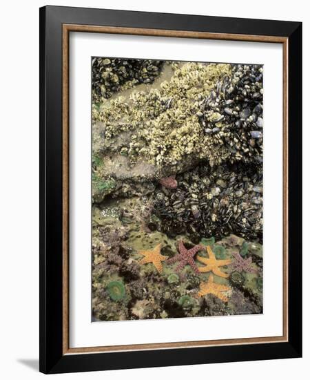 Mussels, Gooseneck Barnacles, Pisaster Sea Stars and Green Anemones on the Oregon Coast, USA-Stuart Westmoreland-Framed Photographic Print