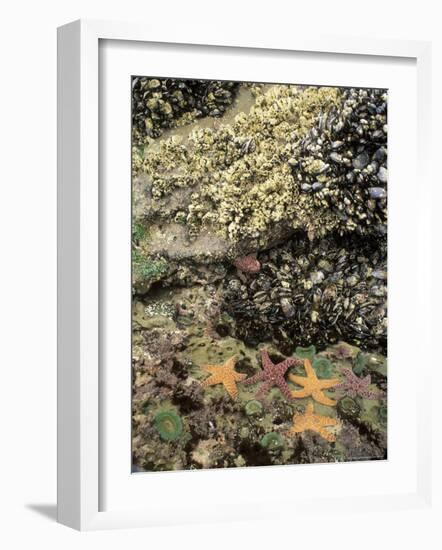 Mussels, Gooseneck Barnacles, Pisaster Sea Stars and Green Anemones on the Oregon Coast, USA-Stuart Westmoreland-Framed Photographic Print