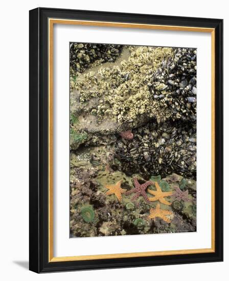 Mussels, Gooseneck Barnacles, Pisaster Sea Stars and Green Anemones on the Oregon Coast, USA-Stuart Westmoreland-Framed Photographic Print