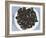 Mussels II-Samuel Dixon-Framed Art Print