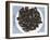 Mussels II-Samuel Dixon-Framed Art Print