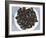 Mussels II-Samuel Dixon-Framed Art Print