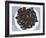 Mussels II-Samuel Dixon-Framed Art Print