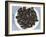 Mussels II-Samuel Dixon-Framed Art Print