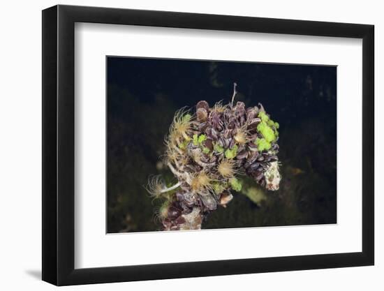 Mussels in Jellyfish Lake, Micronesia, Palau-Reinhard Dirscherl-Framed Photographic Print