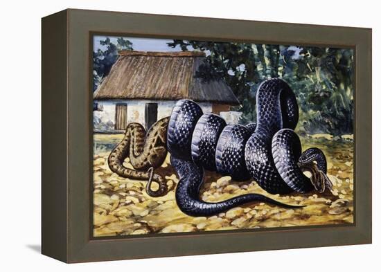 Mussurana (Clelia Clelia), Colubridae-null-Framed Premier Image Canvas