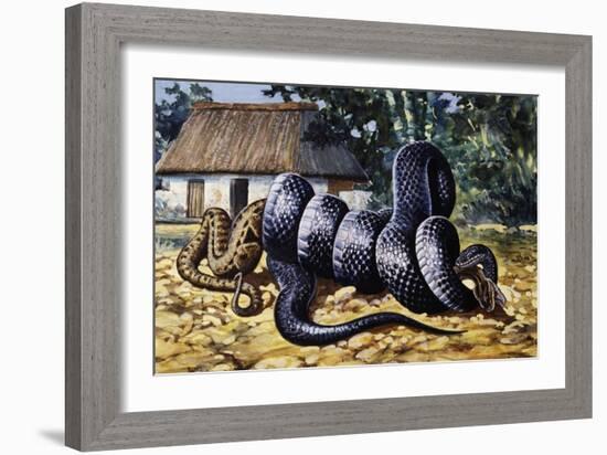 Mussurana (Clelia Clelia), Colubridae-null-Framed Giclee Print