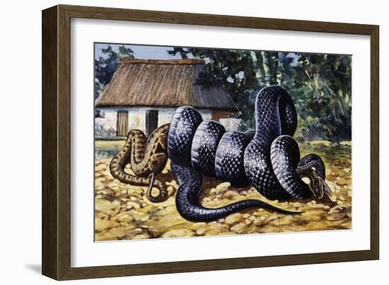 Mussurana (Clelia Clelia), Colubridae-null-Framed Giclee Print