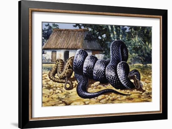 Mussurana (Clelia Clelia), Colubridae-null-Framed Giclee Print