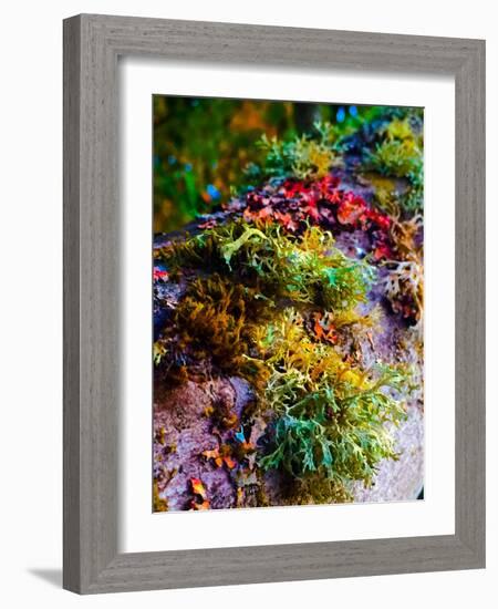 Must Love Moss-Heidi Bannon-Framed Photo