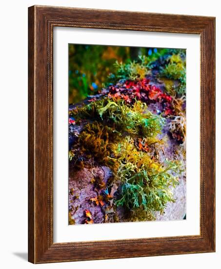 Must Love Moss-Heidi Bannon-Framed Photo