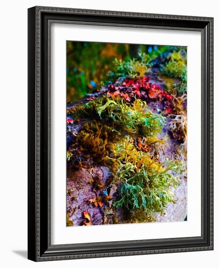 Must Love Moss-Heidi Bannon-Framed Photo