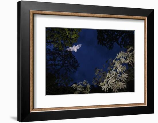 Mustached Bat flying at dusk, Yucatan Peninsula, Mexico-Claudio Contreras-Framed Photographic Print