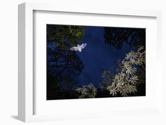 Mustached Bat flying at dusk, Yucatan Peninsula, Mexico-Claudio Contreras-Framed Photographic Print