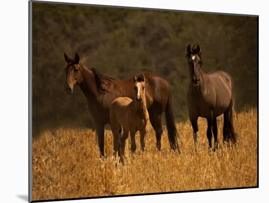 Mustang Family-Sally Linden-Mounted Photographic Print