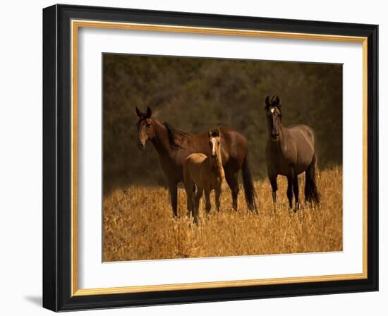 Mustang Family-Sally Linden-Framed Photographic Print