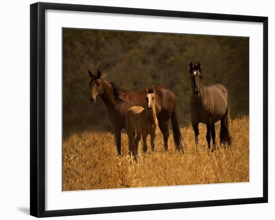 Mustang Family-Sally Linden-Framed Photographic Print