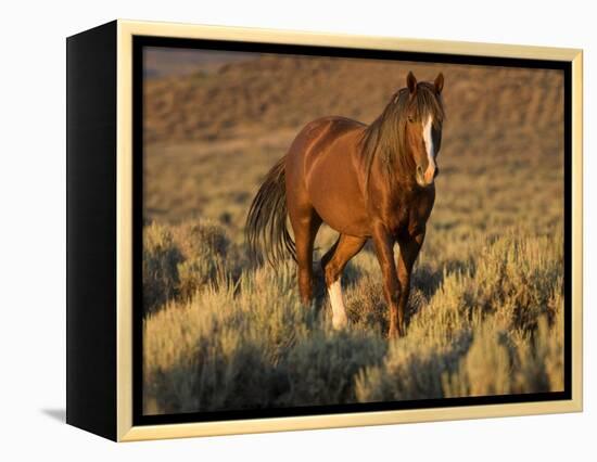 Mustang / Wild Horse, Chestnut Stallion Walking, Wyoming, USA Adobe Town Hma-Carol Walker-Framed Premier Image Canvas