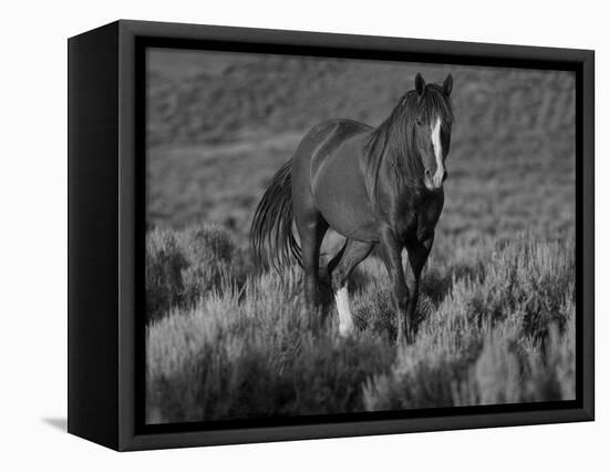 Mustang / Wild Horse, Chestnut Stallion Walking, Wyoming, USA Adobe Town Hma-Carol Walker-Framed Premier Image Canvas