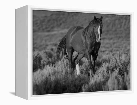 Mustang / Wild Horse, Chestnut Stallion Walking, Wyoming, USA Adobe Town Hma-Carol Walker-Framed Premier Image Canvas