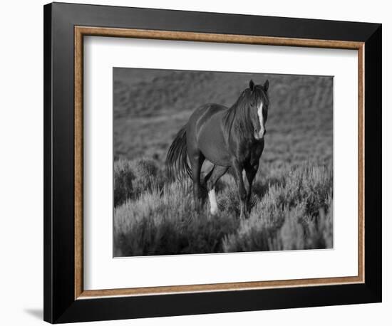 Mustang / Wild Horse, Chestnut Stallion Walking, Wyoming, USA Adobe Town Hma-Carol Walker-Framed Premium Photographic Print