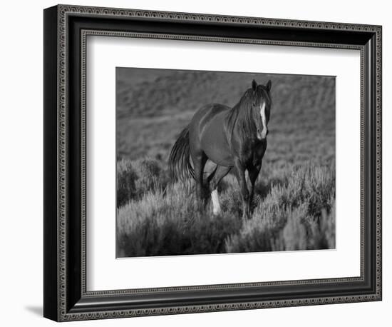 Mustang / Wild Horse, Chestnut Stallion Walking, Wyoming, USA Adobe Town Hma-Carol Walker-Framed Premium Photographic Print