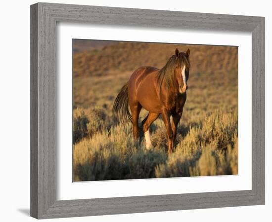 Mustang / Wild Horse, Chestnut Stallion Walking, Wyoming, USA Adobe Town Hma-Carol Walker-Framed Photographic Print