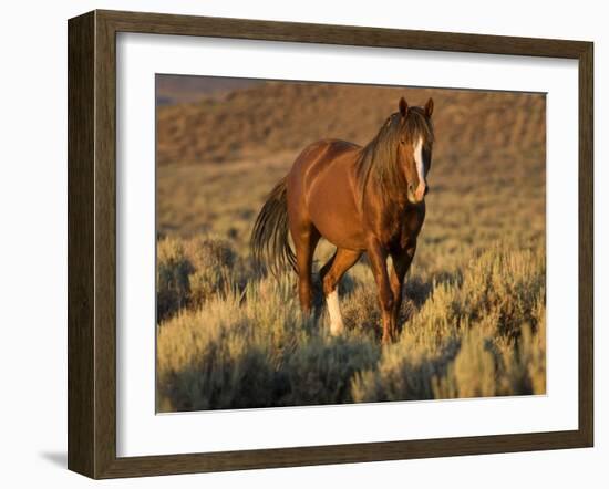 Mustang / Wild Horse, Chestnut Stallion Walking, Wyoming, USA Adobe Town Hma-Carol Walker-Framed Photographic Print