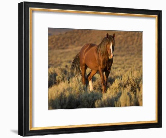 Mustang / Wild Horse, Chestnut Stallion Walking, Wyoming, USA Adobe Town Hma-Carol Walker-Framed Photographic Print