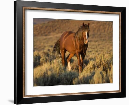 Mustang / Wild Horse, Chestnut Stallion Walking, Wyoming, USA Adobe Town Hma-Carol Walker-Framed Photographic Print