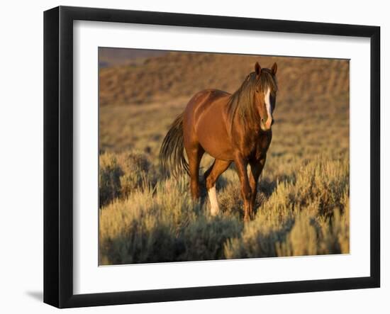 Mustang / Wild Horse, Chestnut Stallion Walking, Wyoming, USA Adobe Town Hma-Carol Walker-Framed Photographic Print