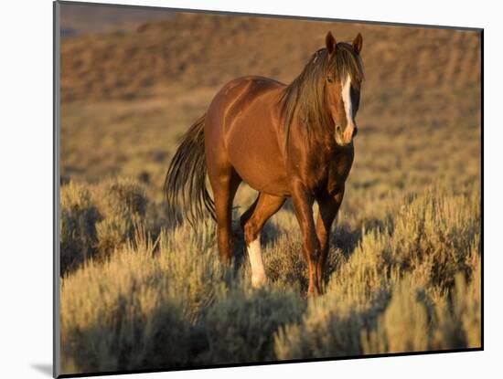 Mustang / Wild Horse, Chestnut Stallion Walking, Wyoming, USA Adobe Town Hma-Carol Walker-Mounted Photographic Print