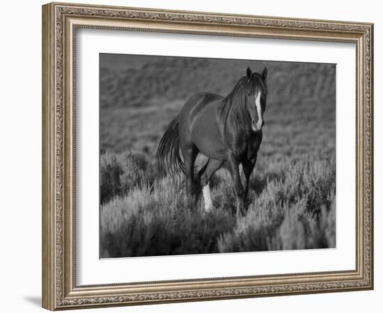 Mustang / Wild Horse, Chestnut Stallion Walking, Wyoming, USA Adobe Town Hma-Carol Walker-Framed Photographic Print