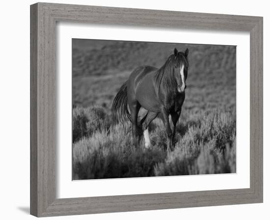 Mustang / Wild Horse, Chestnut Stallion Walking, Wyoming, USA Adobe Town Hma-Carol Walker-Framed Photographic Print