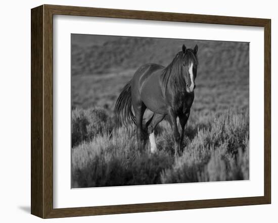 Mustang / Wild Horse, Chestnut Stallion Walking, Wyoming, USA Adobe Town Hma-Carol Walker-Framed Photographic Print