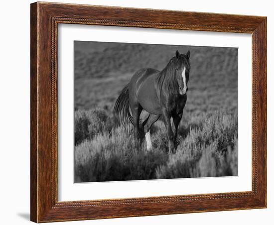 Mustang / Wild Horse, Chestnut Stallion Walking, Wyoming, USA Adobe Town Hma-Carol Walker-Framed Photographic Print