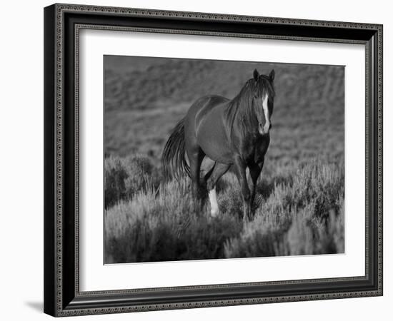 Mustang / Wild Horse, Chestnut Stallion Walking, Wyoming, USA Adobe Town Hma-Carol Walker-Framed Photographic Print