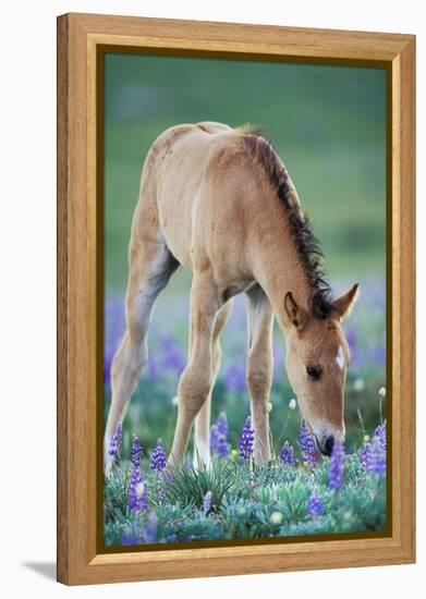 Mustang Wild Horse Colt Checking Out Wildflowers-null-Framed Premier Image Canvas