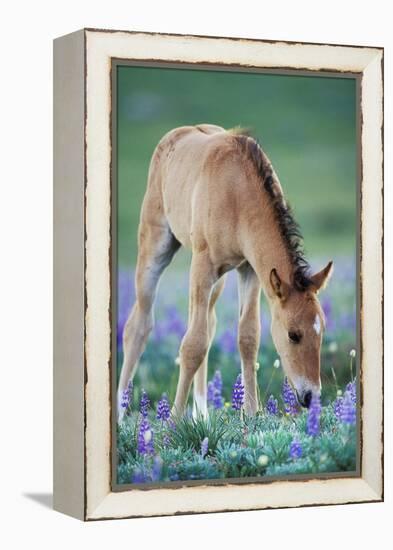 Mustang Wild Horse Colt Checking Out Wildflowers-null-Framed Premier Image Canvas