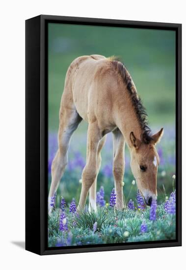 Mustang Wild Horse Colt Checking Out Wildflowers-null-Framed Premier Image Canvas