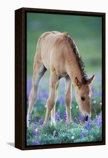 Mustang Wild Horse Colt Checking Out Wildflowers-null-Framed Premier Image Canvas