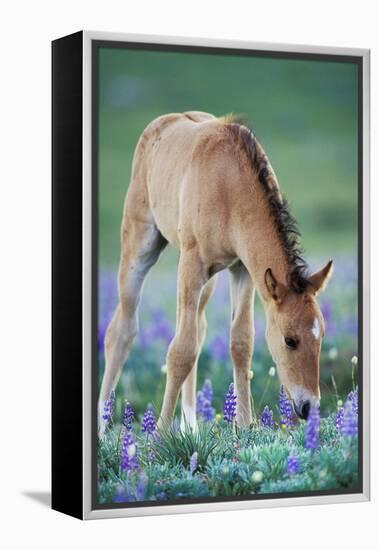 Mustang Wild Horse Colt Checking Out Wildflowers-null-Framed Premier Image Canvas