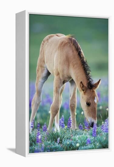 Mustang Wild Horse Colt Checking Out Wildflowers-null-Framed Premier Image Canvas