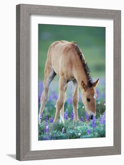 Mustang Wild Horse Colt Checking Out Wildflowers-null-Framed Photographic Print