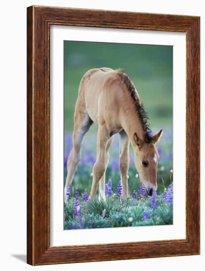 Mustang Wild Horse Colt Checking Out Wildflowers-null-Framed Photographic Print