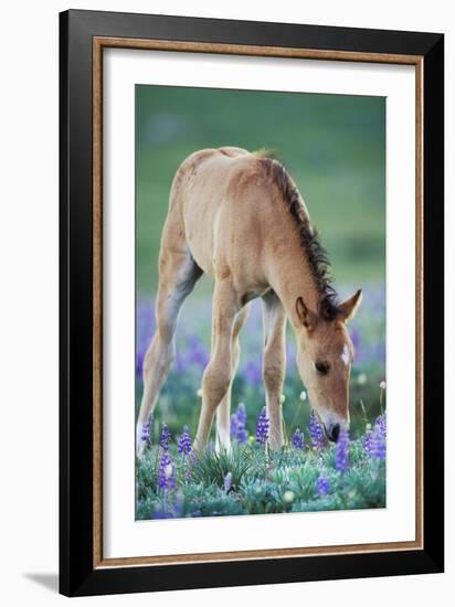 Mustang Wild Horse Colt Checking Out Wildflowers-null-Framed Photographic Print